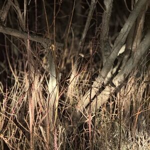 Meet your Posher, Dailey